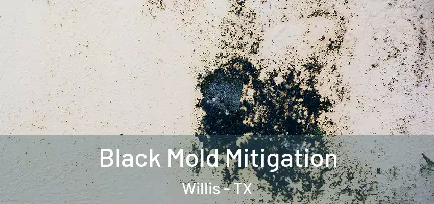  Black Mold Mitigation Willis - TX