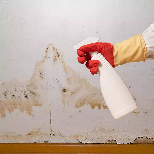 Trusted Black Mold Mitigation Specialists in Conroe, TX