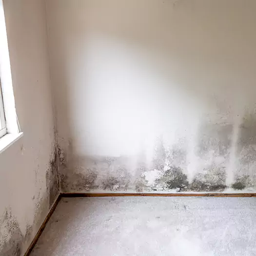 Trusted Mold Cleanup Specialists in Conroe, TX