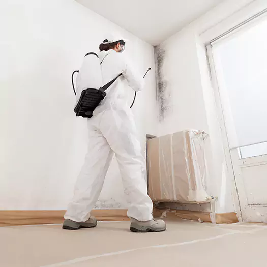 Trusted Mold Damage Experts in Conroe, TX