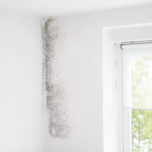 Trusted Mold Eradication Professionals Serving in Conroe, TX