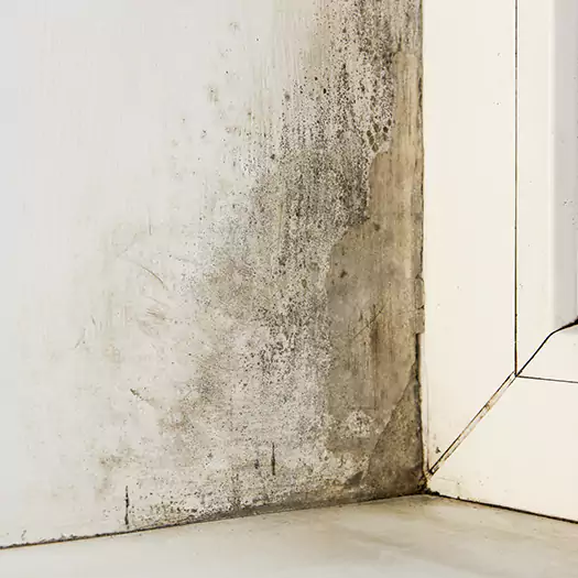 Skilled Mold on Drywall Experts in Conroe, TX