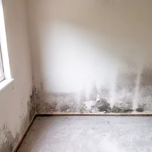 Trusted Mold on the Wall Experts in Conroe, TX
