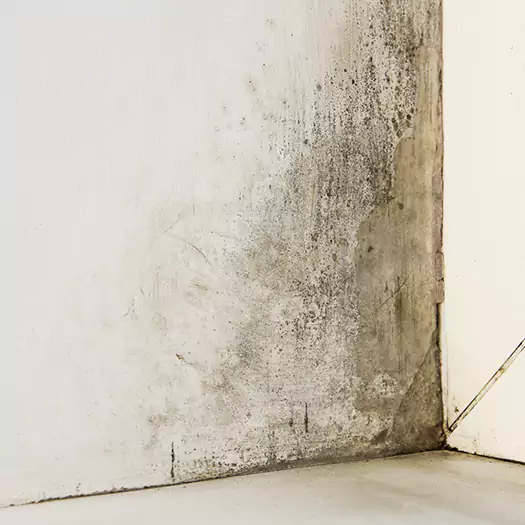 #1 Mold Remediation and Removal Experts in Conroe, TX