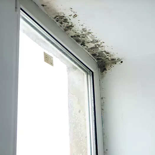 Reliable Mold Treatment Specialists in Conroe, TX