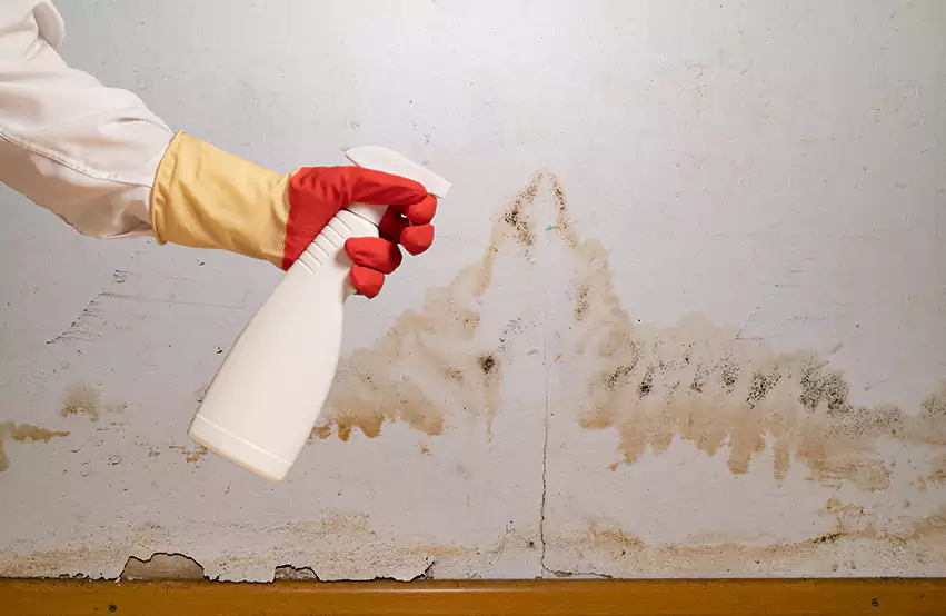 Prevent future mold in Conroe, TX