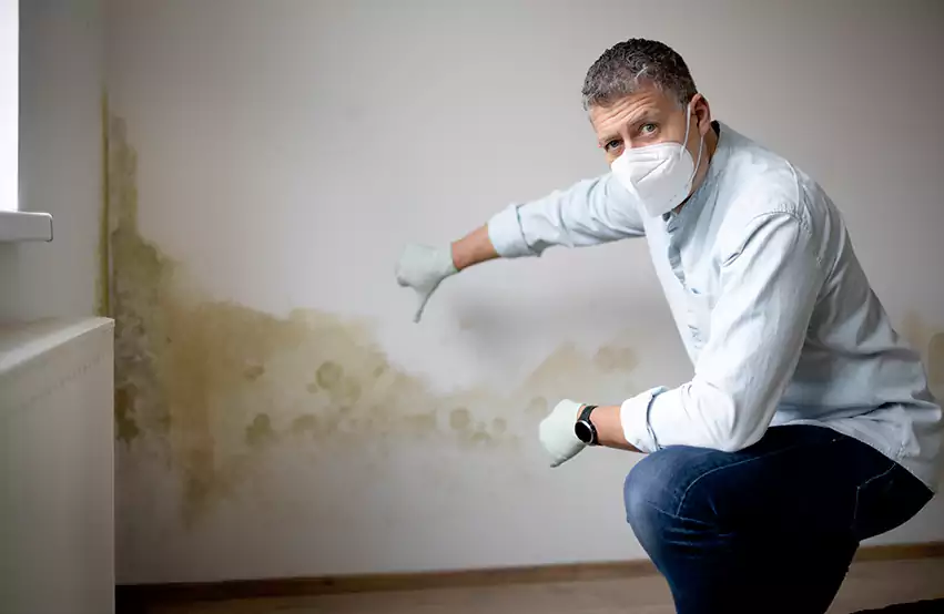 Mold Removal in Conroe, TX