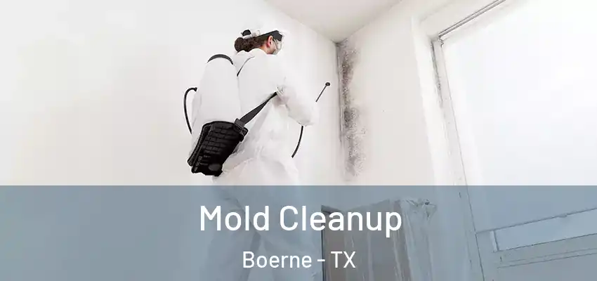  Mold Cleanup Boerne - TX