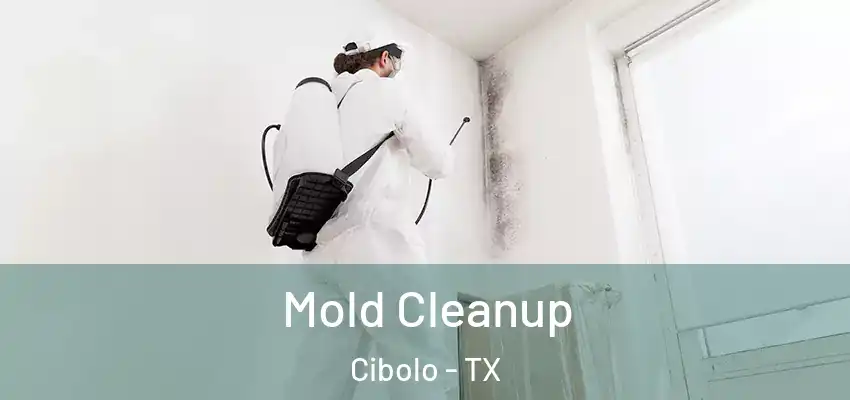  Mold Cleanup Cibolo - TX