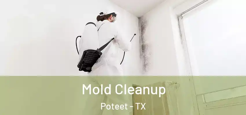  Mold Cleanup Poteet - TX