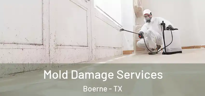  Mold Damage Services Boerne - TX