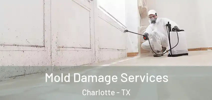  Mold Damage Services Charlotte - TX