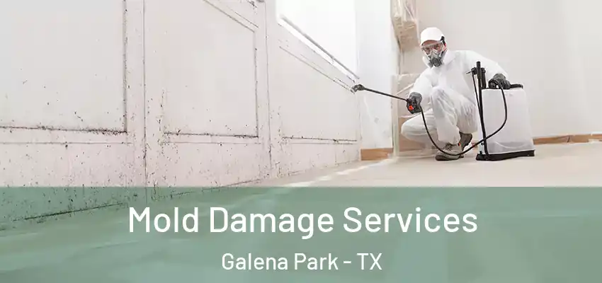  Mold Damage Services Galena Park - TX