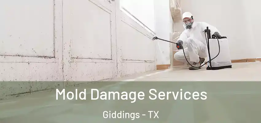  Mold Damage Services Giddings - TX