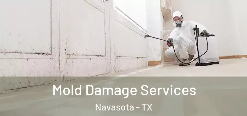  Mold Damage Services Navasota - TX