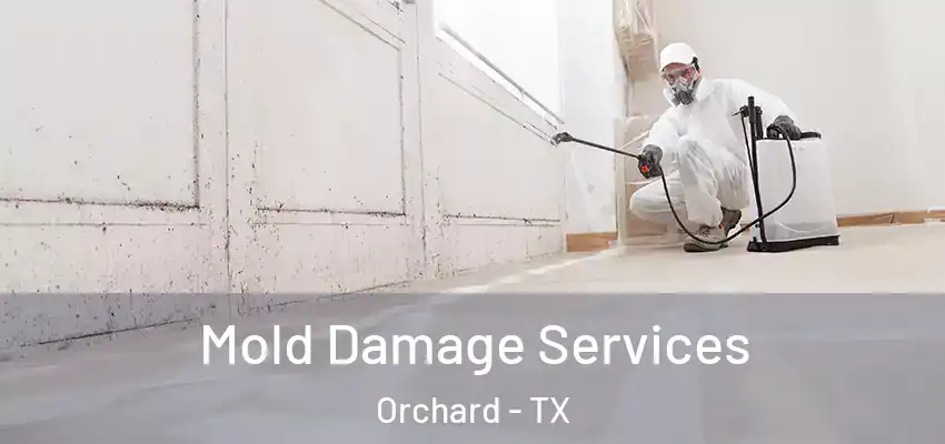  Mold Damage Services Orchard - TX