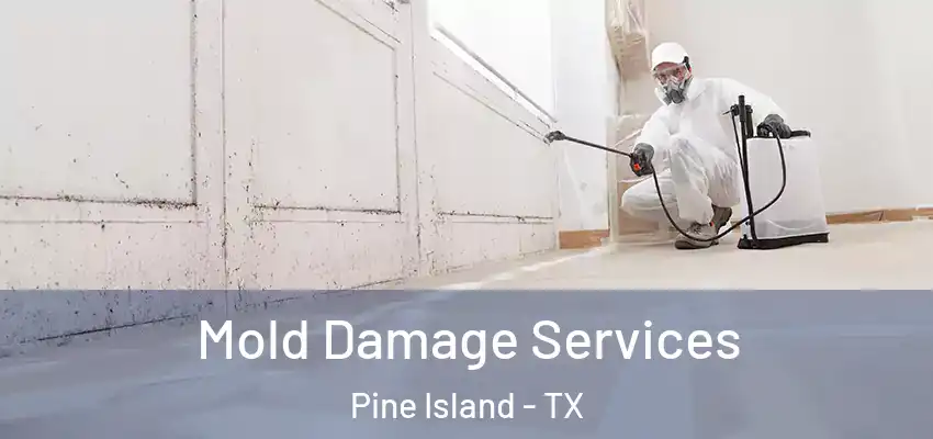  Mold Damage Services Pine Island - TX