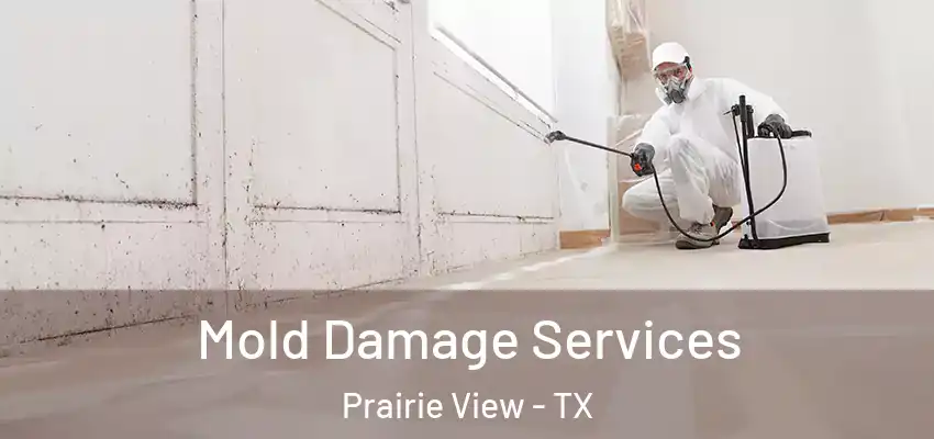  Mold Damage Services Prairie View - TX