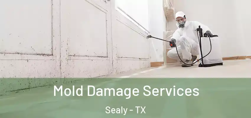  Mold Damage Services Sealy - TX