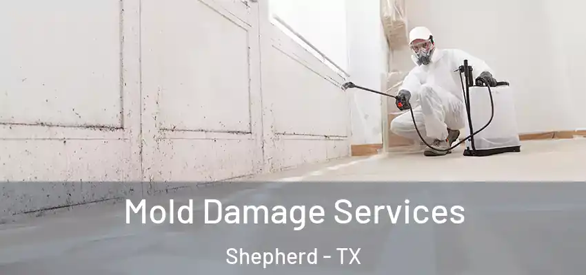  Mold Damage Services Shepherd - TX
