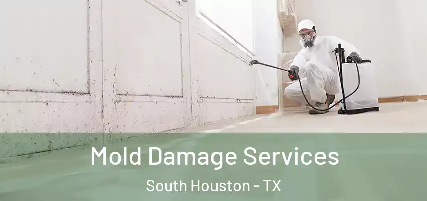  Mold Damage Services South Houston - TX