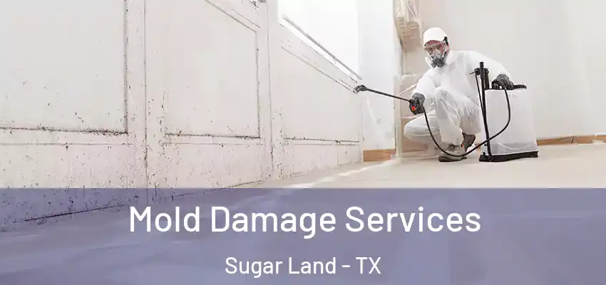  Mold Damage Services Sugar Land - TX