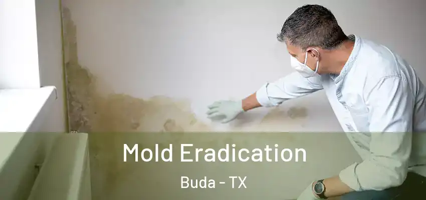  Mold Eradication Buda - TX