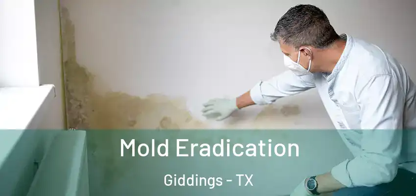  Mold Eradication Giddings - TX