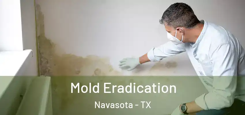  Mold Eradication Navasota - TX