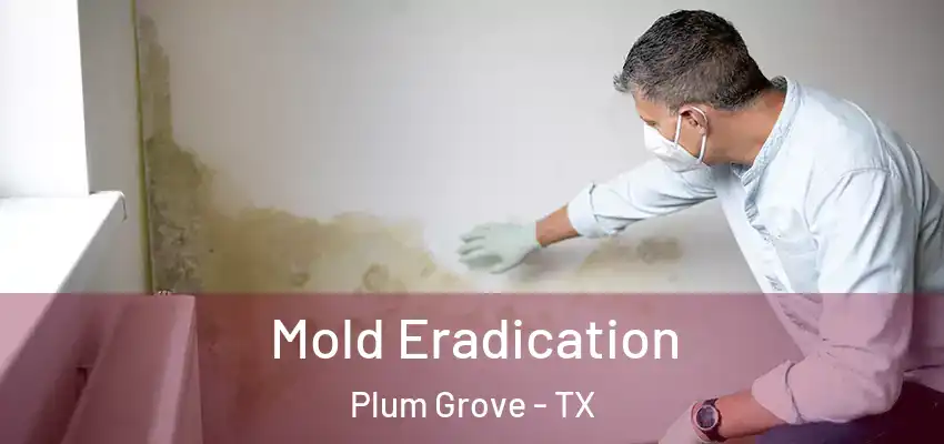 Mold Eradication Plum Grove - TX