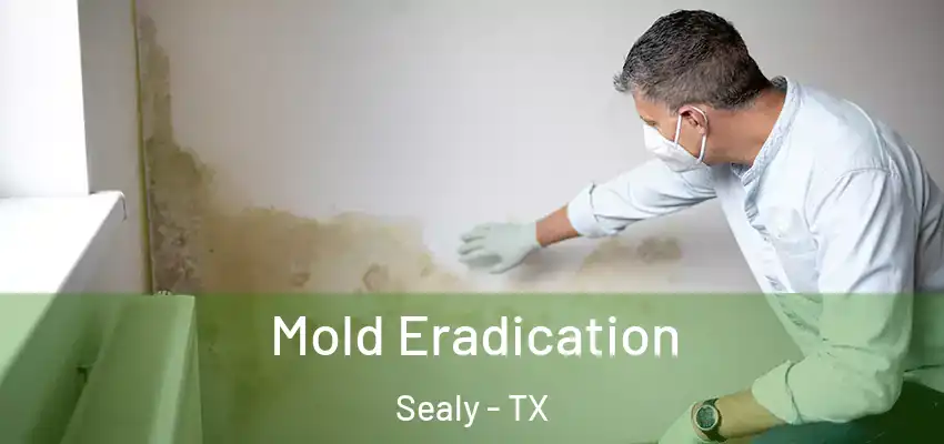  Mold Eradication Sealy - TX