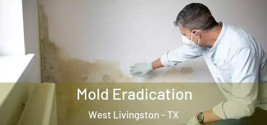  Mold Eradication West Livingston - TX
