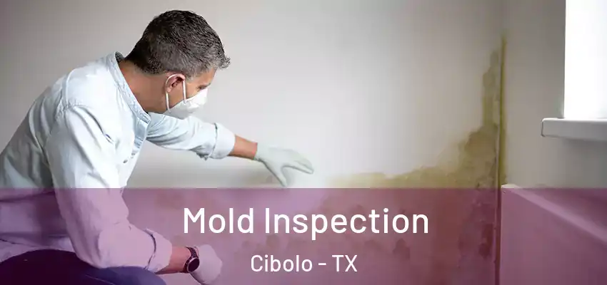  Mold Inspection Cibolo - TX