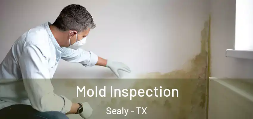  Mold Inspection Sealy - TX