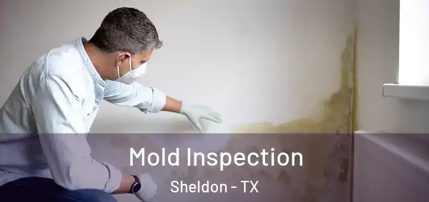  Mold Inspection Sheldon - TX