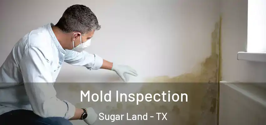  Mold Inspection Sugar Land - TX
