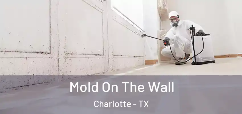  Mold On The Wall Charlotte - TX