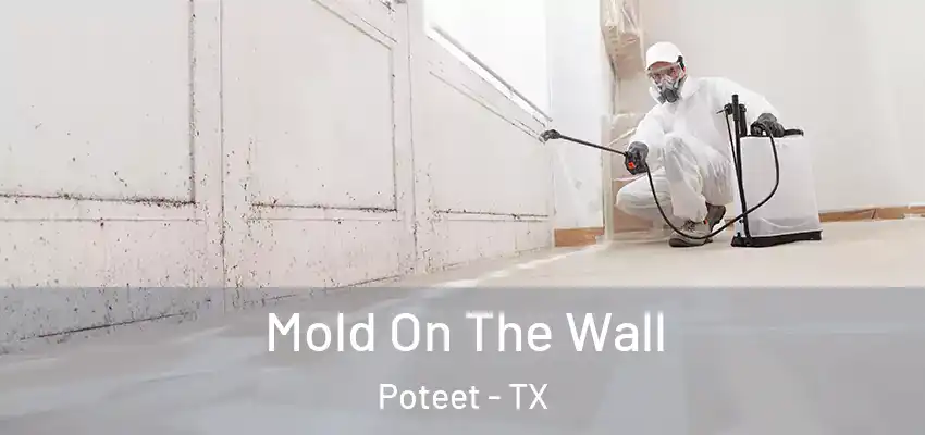  Mold On The Wall Poteet - TX