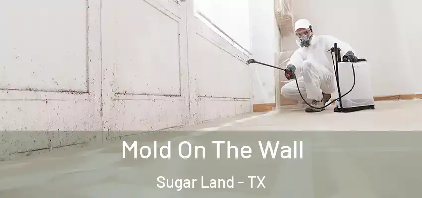  Mold On The Wall Sugar Land - TX