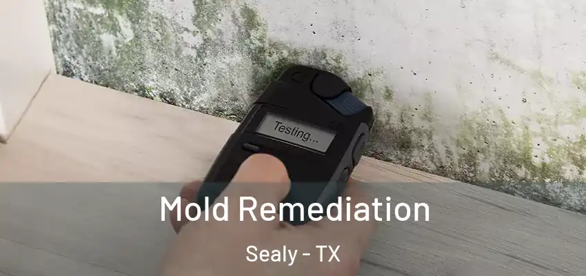  Mold Remediation Sealy - TX