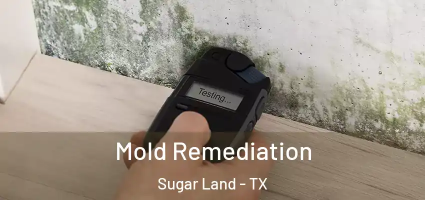  Mold Remediation Sugar Land - TX
