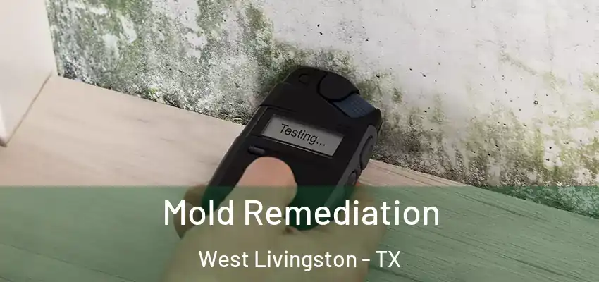  Mold Remediation West Livingston - TX