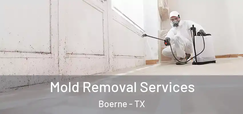  Mold Removal Services Boerne - TX