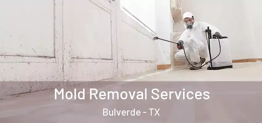  Mold Removal Services Bulverde - TX