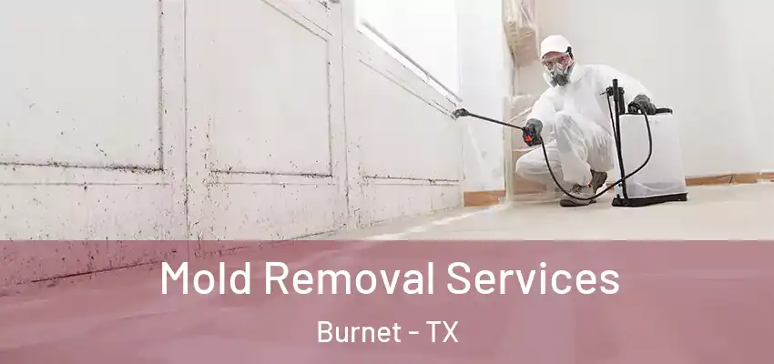  Mold Removal Services Burnet - TX