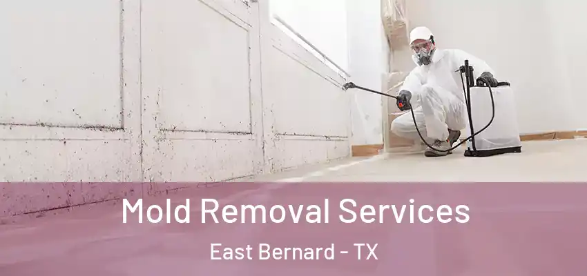  Mold Removal Services East Bernard - TX