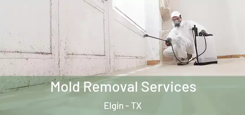  Mold Removal Services Elgin - TX