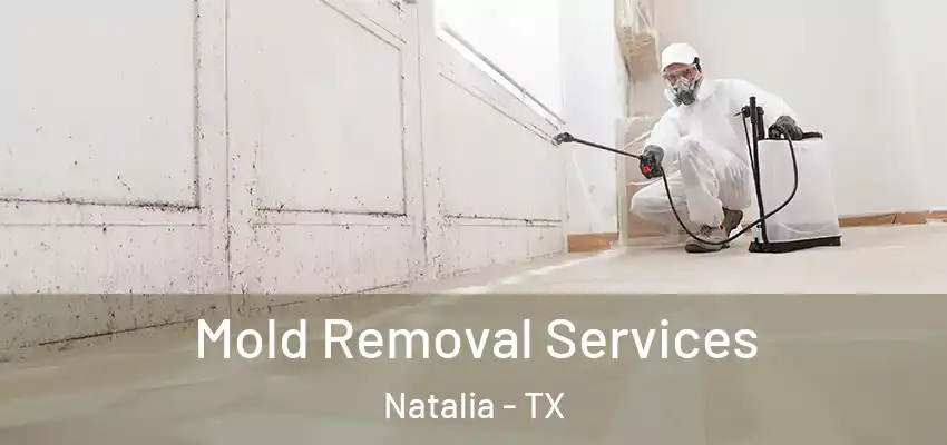  Mold Removal Services Natalia - TX