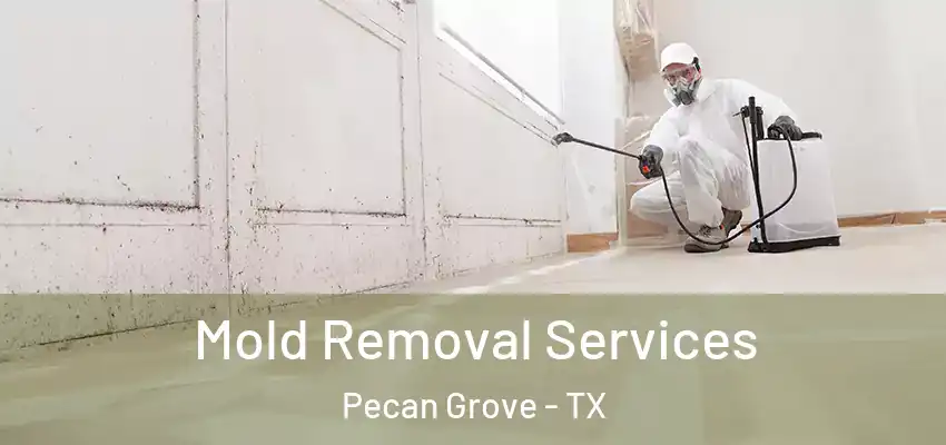  Mold Removal Services Pecan Grove - TX