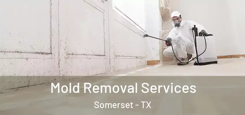  Mold Removal Services Somerset - TX